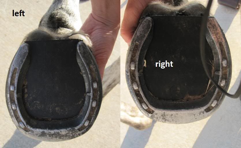 Natural Balance Shoes/Shoeing The Horse Forum
